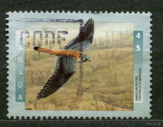 Фауна. Североамериканский сокол. Канада. 1996