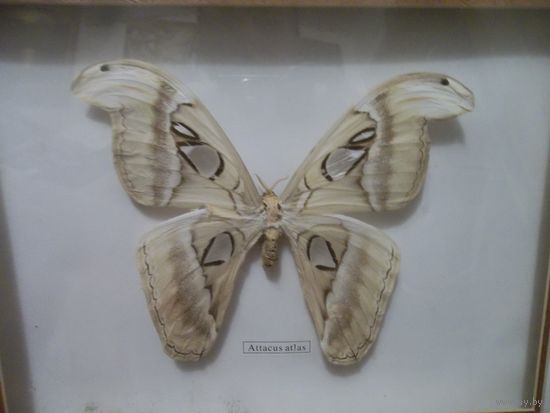 Панно . Бабочка . Attacus Atlas