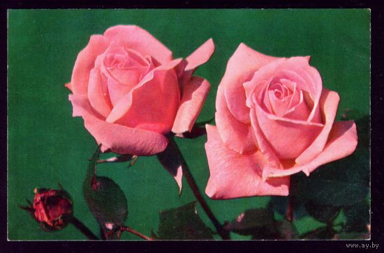 1976 год Розы Ясная Поляна
