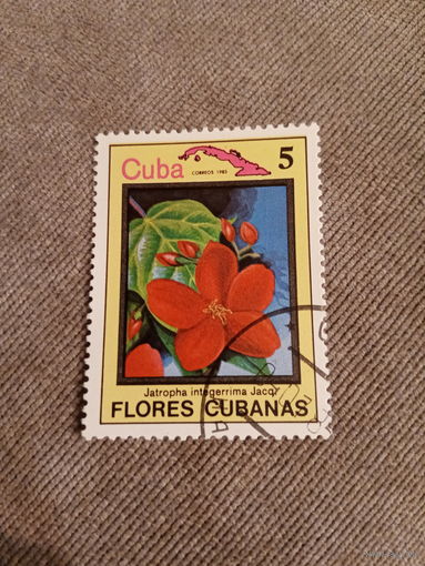 Куба 1983. Флора кубы. Jatropha integerrima