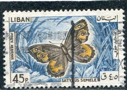 Ливан. Фауна. Бабочка Семела