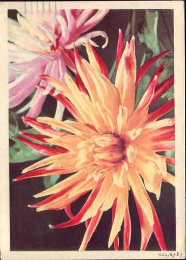 1969 год Георгины кактусовые