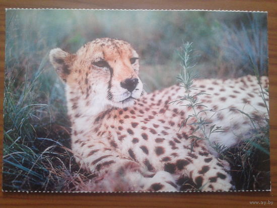 Южная Африка леопард ПК прошедшая почту