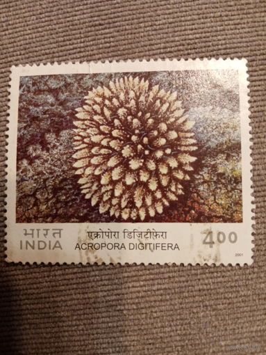 Индия 2001. Acropora Digitifera
