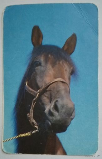 Календарик. Лошадь. 1990