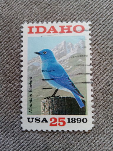США. Фауна. Птицы. Mountain Bluebird