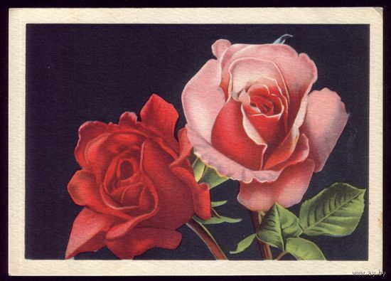 1955 год Таллинн Две розы