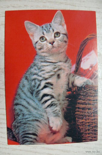 Календарик, 2001, Кошки.