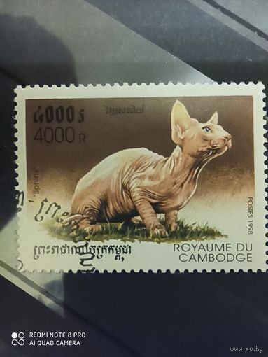 Камбоджа 1998, кот