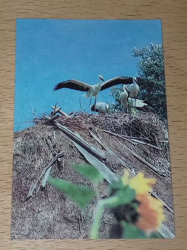 Календарик 1989 Украина. Аисты