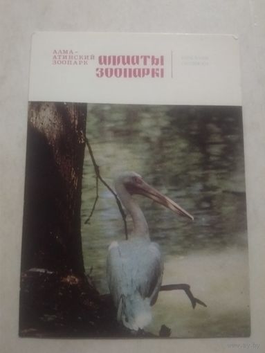 Карманный календарик. Алматы зоопарк. Пеликан. 1982 год