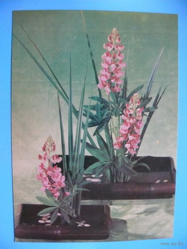 Тужиков В.(фото), Композиция из цветов, 1982, чистая.