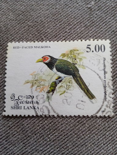 Шри Ланка 2000. Фауна. Птицы