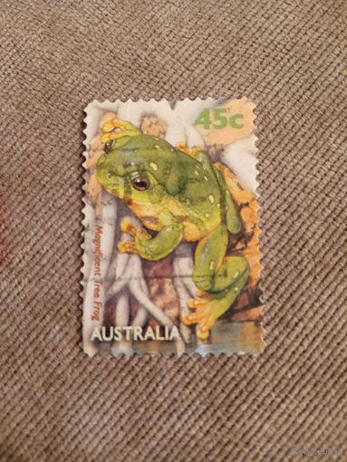 Австралия. Magnificient tree frog