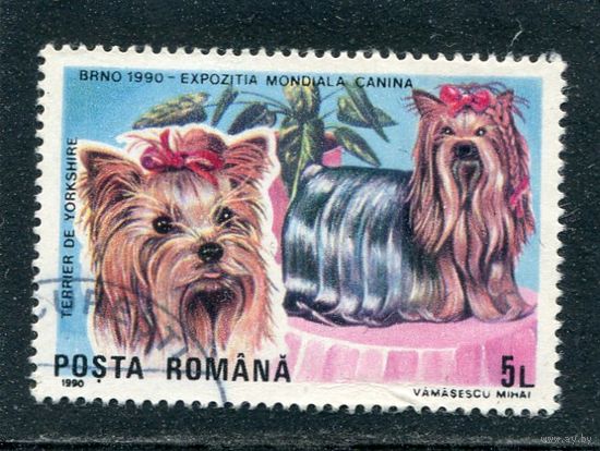 Румыния. Породы собак