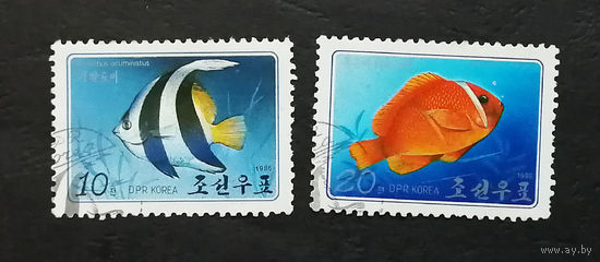 Корея. КНДР 1986 г. Тропические рыбы. Фауна, полная серия из 2 марок #0224-Ф1P51