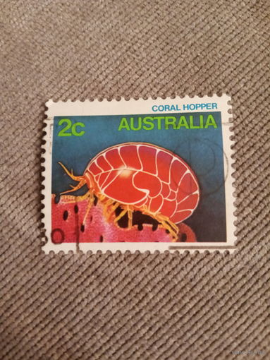 Австралия. Coral Hopper