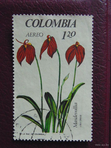 Колумбия. Цветы.