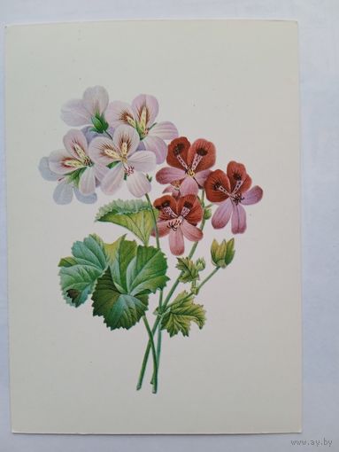 1959. цветы. Толстой. Герань. 1837