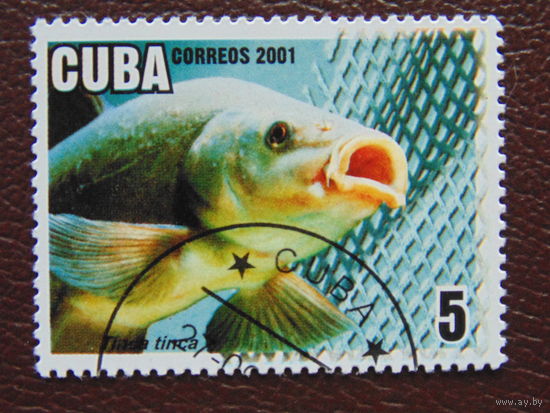 Куба 2001г. Фауна.