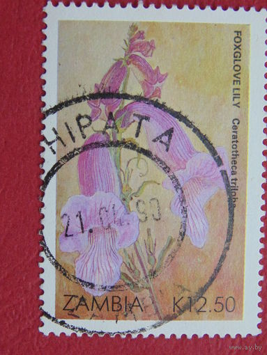Замбия. Цветы.