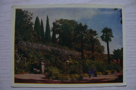 Крым. В нижнем парке Никитского ботанического сада; 1961, чистая.