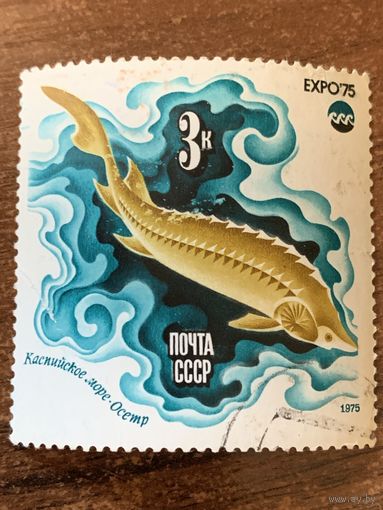 СССР 1975. Каспийское море. Осётр. Марка из серии