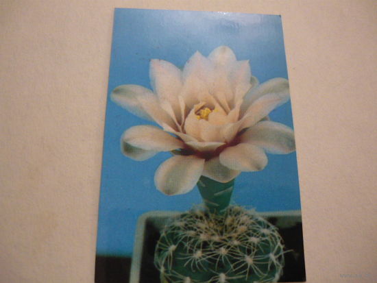 Цветок кактуса.1990г