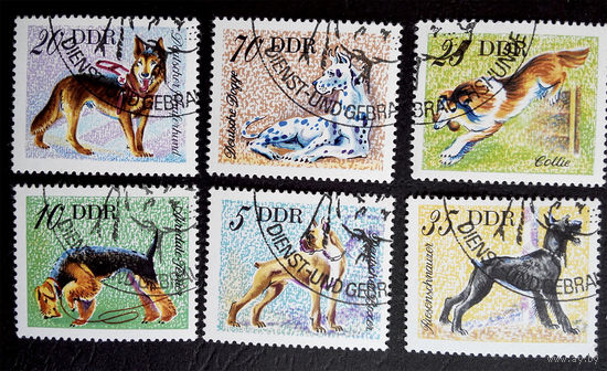 ГДР 1976 г. Собаки. Фауна, полная серия из 6 марок #0088-Ф1