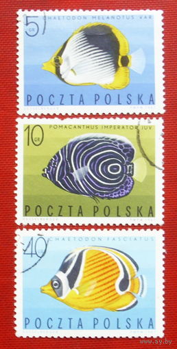 Польша. Рыбы. ( 3 марки ) 1967 года. 3-6.