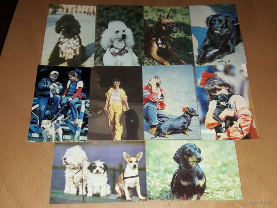 Календарики 1990 Собаки. Люди с собаками. Полная серия 10 шт. одним лотом