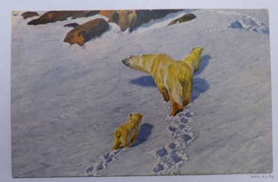 Открытка до 1917г. "Белые медведи" Р. Фризе.
