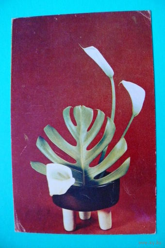 Игнатович Е.(фото), Композиция из цветов; 1969, чистая.