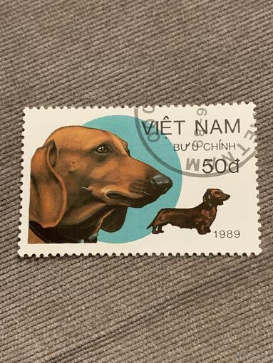Вьетнам 1989. Охотничьи собаки. Такса. Марка из серии