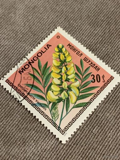 Монголия 1979. Цветы. Sophora Alopecuroides. Марка из серии
