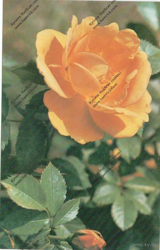 Открытка роза майгольд , 1982 г.,чистая