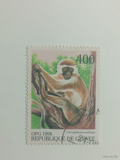 Гвинея 1998. Обезьяны со всего мира