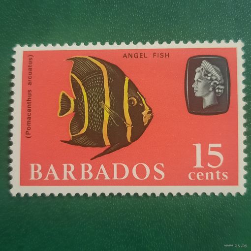 Барбадос 1965. Рыбы. Рыба Ангел. Pomacanthus Arcuatus