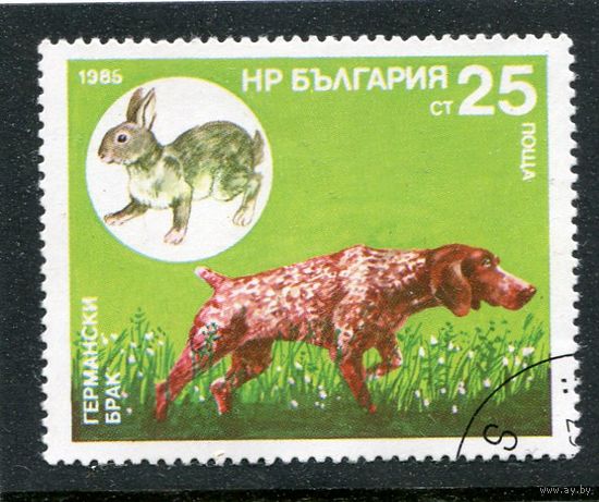 Болгария. Породы охотничьих собак