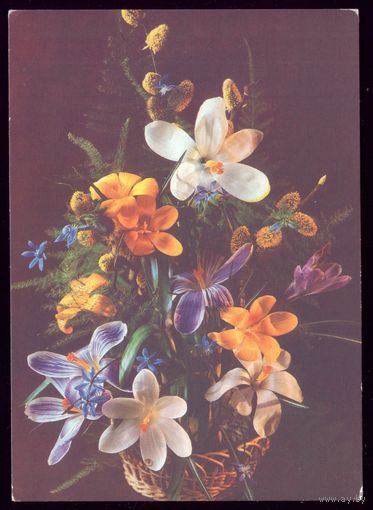 1987 год П.Костенко Цветы чист