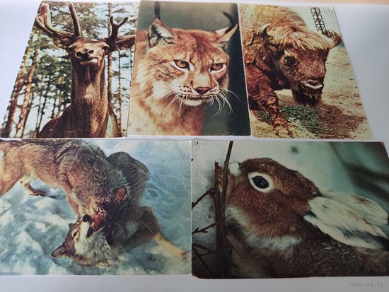 5 открыток  с фото зверей Московского зоопарка (фото Н.Немнонова) 1969г.