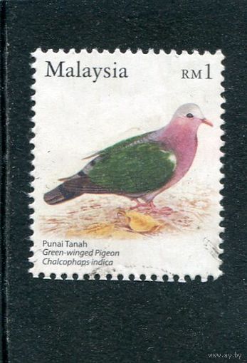 Малайзия. Изумрудный голубь