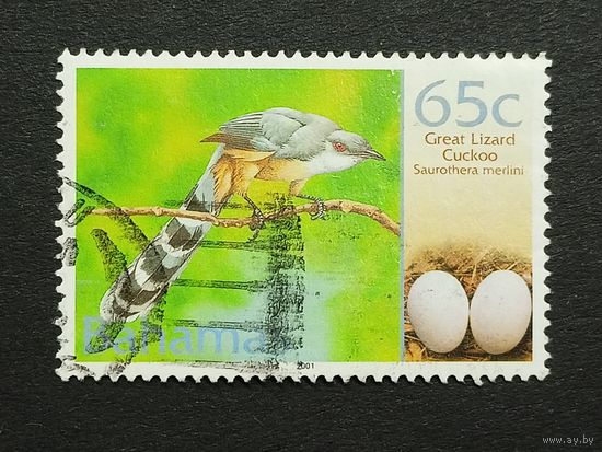 Багамские острова 2001. Птицы и их яйца