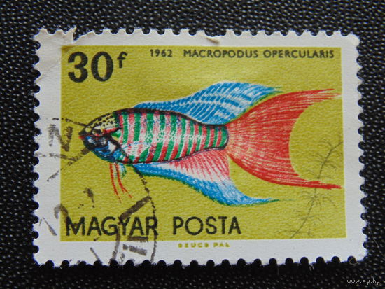 Венгрия 1962 г. Аквариумные рыбки.