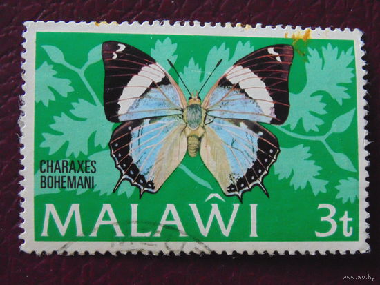 Малави. Бабочки.