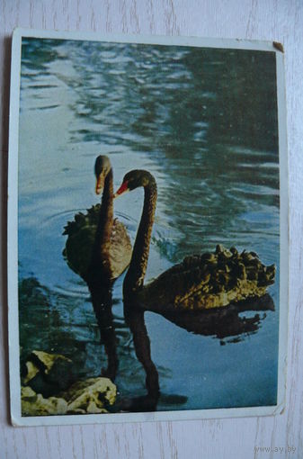 Доброницкий В., Черные австралийские лебеди; 1948, подписана.