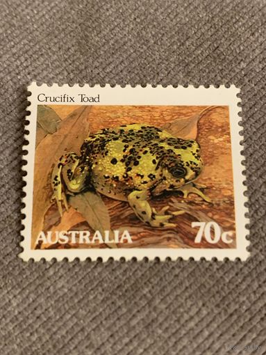 Австралия. Земноводные. Crucifix Toad