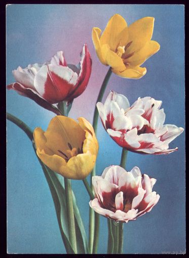 1978 год Г.Костенко Тюльпаны чист