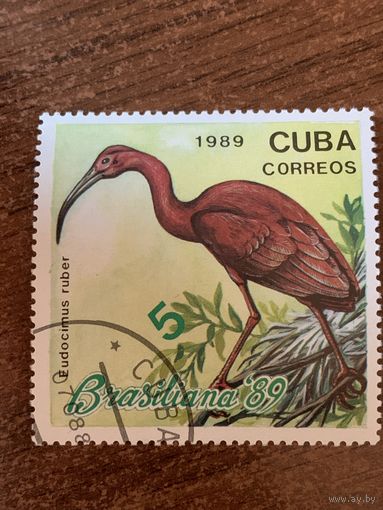 Куба 1989. Птицы. Fudocimus tuber. Марка из серии