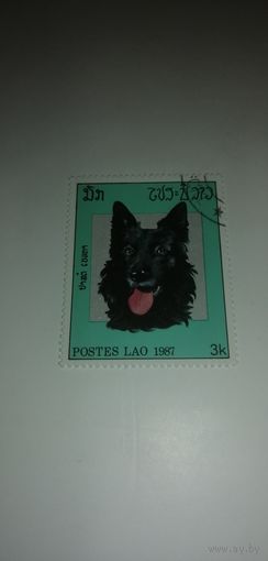 Лаос 1987. Собаки